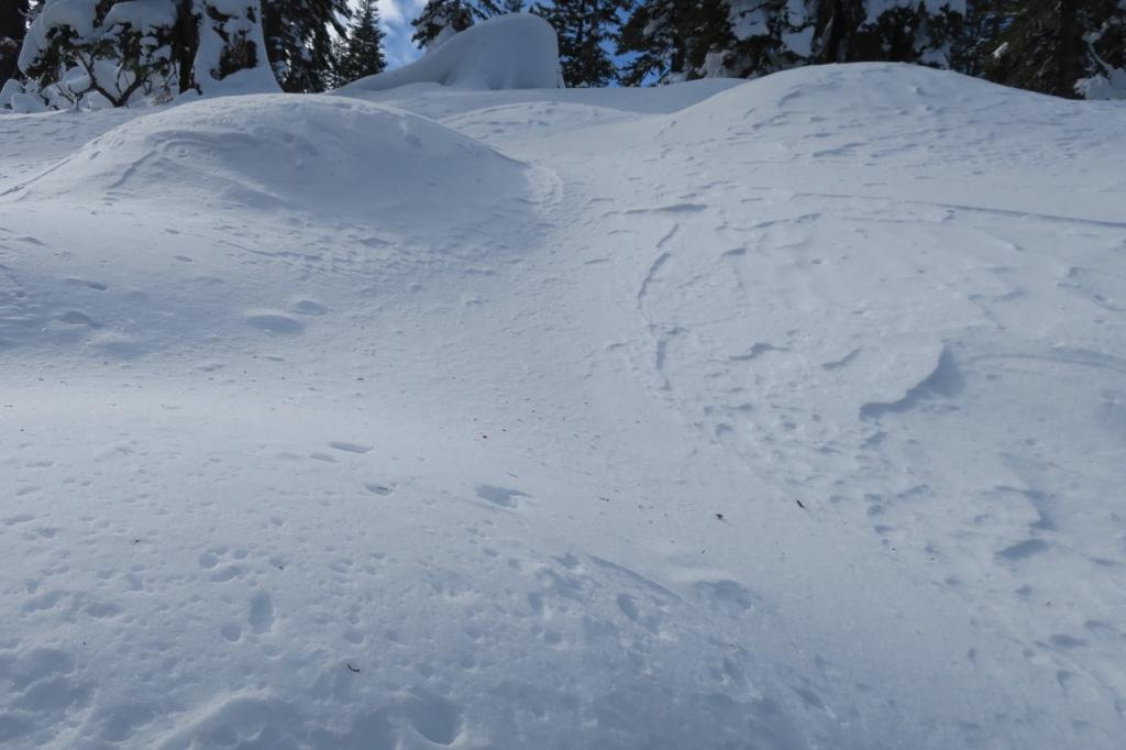  North facing open upper elevation locations in this area have very uncohesive soft near surface <a href="/avalanche-terms/faceted-snow" title="Angular snow with poor bonding created from large temperature gradients within the snowpack." class="lexicon-term">facets</a>, but <a href="/avalanche-terms/surface-hoar" title="Featherly crystals that form on the snow surface during clear and calm conditions - essentially frozen dew. Forms a persistent weak layer once buried." class="lexicon-term">surface hoar</a> was noticeably absent. 