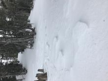 wind affected snow in the trees