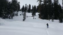 Large SH existed in lower meadow but not on open slope above.  8000', NE-E aspects.