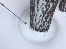 Settlement cracks around trees showing new storm snow gaining strength.