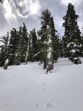 Blowing snow refilling old ski tracks