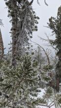 Rimed trees and low clouds as viewed from the top of slab cliffs.