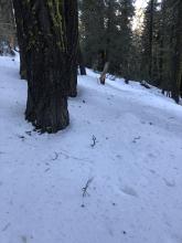 Wet snow in the trees below 7k’