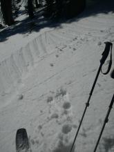 Surface wet snow on an ESE aspect at ~8,000'.