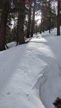 NE wind effect snow surface texture below treeline.