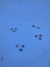 Approaching through the forest there was plenty of evidence of the recent wind event, including these pine needles stuck in animal prints in the snow. 