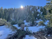 Snow coverage and signs of past large avalanches