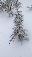 Rime coated most of the trees on the upper elevations of Tamarack