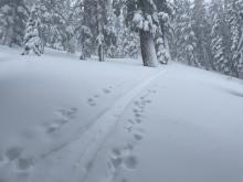 Skin track filling in fast from blowing snow.