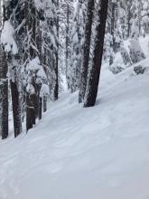 Textured snow surface from snow falling off trees