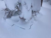 Settlement cones around trees