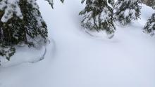 Settlement cones around trees indicating consolidation in the new snow.