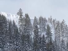 Small avalanche in trees (center photo) partially covered by blowing snow