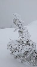 Rimed trees along the E Ridge of Tamarack.