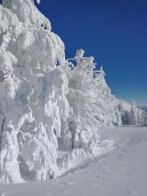 Impressive riming along ridgetop trees, very little on the snow surface.