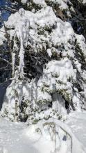 Icicles and water dripping from the branches suggest some warming in this sunny spot.