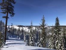 Trees blown clear of snow