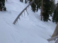 Wind hammered conditions in open below treeline terrain