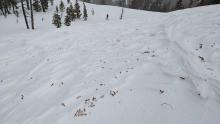 Debris from trees on an open lower elevation slope.