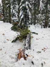 Presumed recent wind driven fallen tree