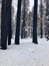 Blackened trees without any snow on them