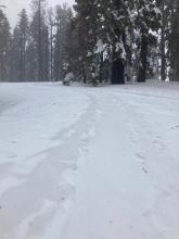 Old ski and snowshoe tracks in this more open area where mostly filled in by wind transported snow.