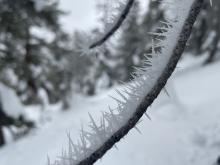 Hoar frost needles growing on trees above 9000'.