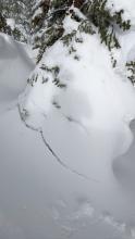 Settlement cracks around trees showing consolidation in the new snow. 