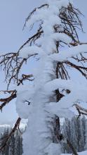 Ice coated all of the trees all the way to the summit of Mt. Judah at 8200 ft. 