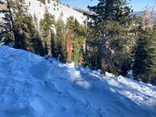 Old avalanche debris along Crater Lake Rd.