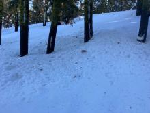 Tree drippings have created refrozen sections below canopy