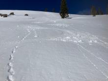 Wind scoured slopes in the sun had soft supportable snow conditions 