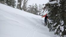 Heavy wind effect for past wind events near treeline.