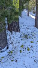 Debris on the snow surface from the winds.