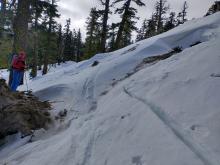 Tree blowdown that fractured a wind slab. Likely occurred during the Jan 3-4 wind slab avalanche cycle.