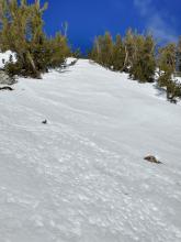 A little less than a inch of surface wet snow on S aspect terrain at 9,800' at 11 am.