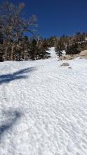 Frozen melt-freeze crusts on a sunny slope.