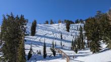 Wind scoured slope with raised ski tracks in a near treeline area.