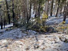 Fallen trees and debris within this area.