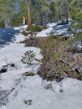 Increasingly thin snow cover in the 7,600' to 8,000' zone.