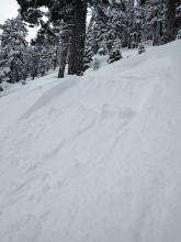 Tiny skier triggered storm slab in NE aspect wind protected terrain below treeline.