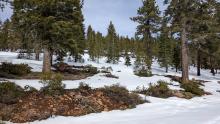 Areas of bare ground melting out on sunny slopes below 7000 ft. 