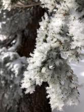 Hoar growing in trees near the summit, w/ light stellars also caught; little to no wind