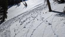 Roller balls on an ENE aspect at 8000 ft around noon.