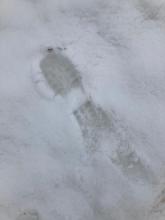 Boot penetration near the parking lot showing maybe an inch of new wet snow on top of very wet snow