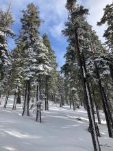 Looking up at the partially clearing sky and snow speckled to the north side of the trees