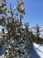 Riming on the NE facing side of the trees along the summit ridge of Rubicon indicating NE winds.