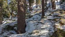 Lots of debris on the snow surface near treeline.