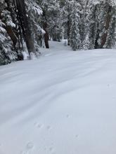 Once in the NE facing trees there was almost enough snow to hide the previous surface texture.