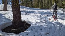 Areas around trees are melting out and getting shallow.